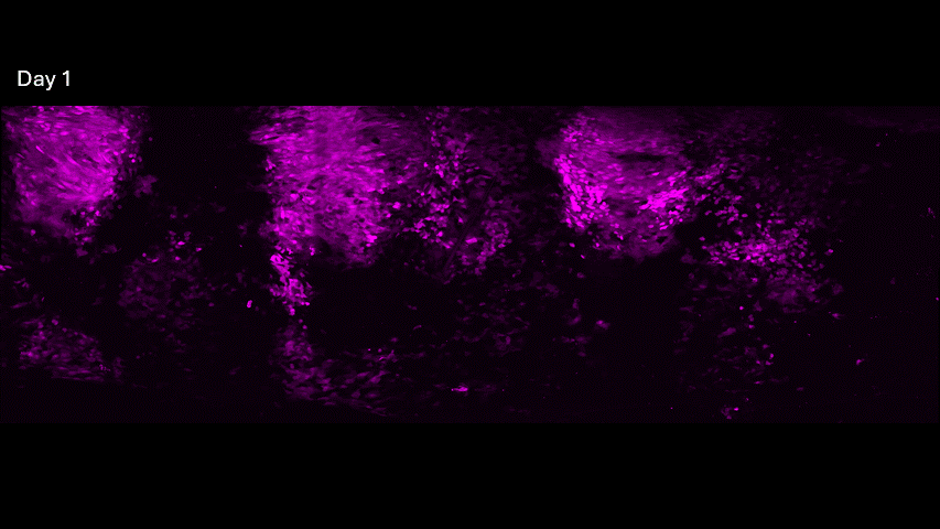 Hillocks Survive Injury and Regenerate the Surface Epithelium
